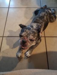 Found/Stray Female Dog last seen Chantilly Lane and Embassy Blvd., Jasmine Estates, FL 34668