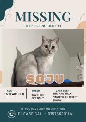 Lost Female Cat last seen Tori Ann Walk, E5, Lower Clapton, England 