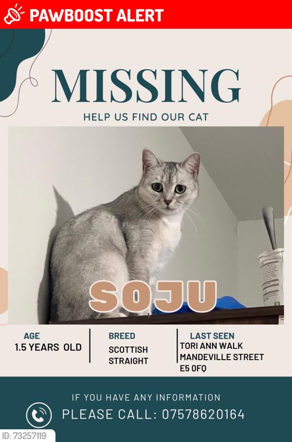 Lost Female Cat last seen Tori Ann Walk, E5, Lower Clapton, England 