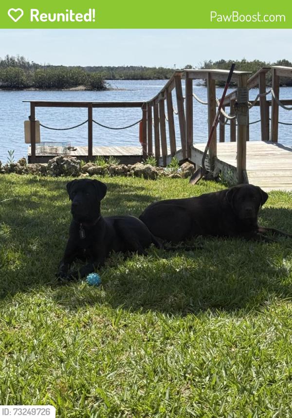 Reunited Male Dog last seen Oxford Ave n, St. Petersburg, FL 33710