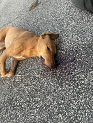 Found/Stray Female Dog last seen Near e palmetto st, Florence, SC 29501