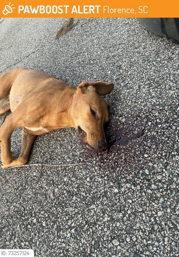 Found/Stray Female Dog last seen Near e palmetto st, Florence, SC 29501