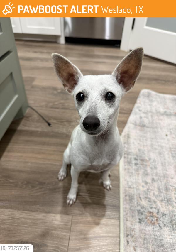 Found/Stray Unknown Dog last seen North 11th / Jay Ln, Weslaco, TX 78599