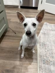 Found/Stray Unknown Dog last seen North 11th / Jay Ln, Weslaco, TX 78599