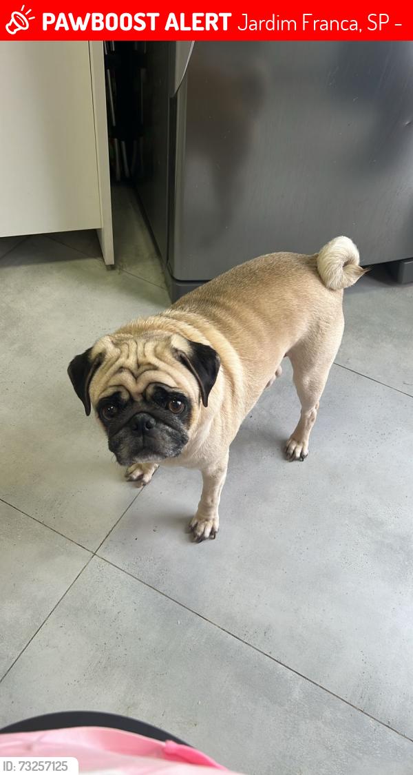 Lost Male Dog last seen Rua são Zeferino 99/ e vigésima delegacia de são Paulo, Jardim Franca, SP 02338-070