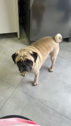 Lost Male Dog last seen Rua são Zeferino 99/ e vigésima delegacia de são Paulo, Jardim Franca, SP 02338-070