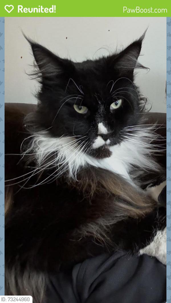 Reunited Male Cat last seen Nightingale Square, Greater London, England SW12 8QJ