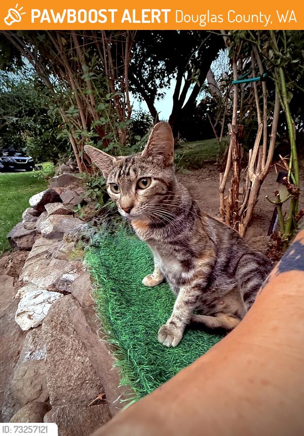 Found/Stray Female Cat last seen BLUE CREST DRIVE East Wenatchee, WA 98802, Douglas County, WA 98802