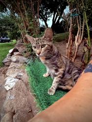 Found/Stray Female Cat last seen BLUE CREST DRIVE East Wenatchee, WA 98802, Douglas County, WA 98802