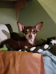 Lost Male Dog last seen Jamboree Road and San Joaquin Hills, Newport Beach, CA 92660