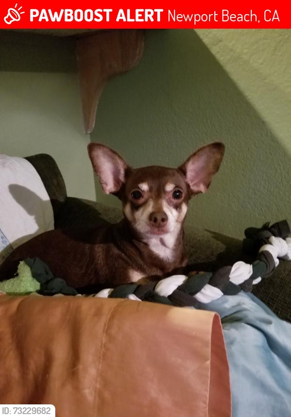 Lost Male Dog last seen Jamboree Road and San Joaquin Hills, Newport Beach, CA 92660