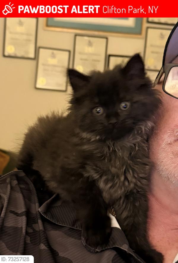 Lost Male Cat last seen Landings Apartments, Clifton Park, NY 12065