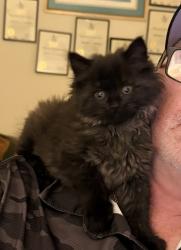 Lost Male Cat last seen Landings Apartments, Clifton Park, NY 12065