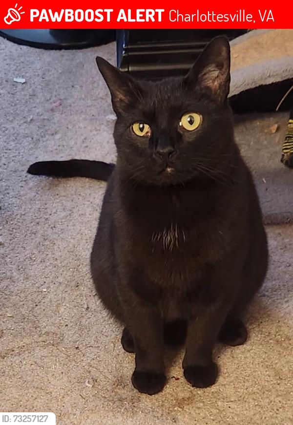Lost Male Cat last seen Baker Street, Charlottesville, VA off of Cherry Ave, Charlottesville, VA 22903