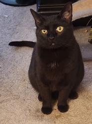 Lost Male Cat last seen Baker Street, Charlottesville, VA off of Cherry Ave, Charlottesville, VA 22903