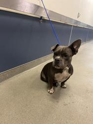Shelter Stray Female Dog last seen Near BLOCK NW 64 ST, 3599 NW 79th Ave, Doral, FL 33122, USA