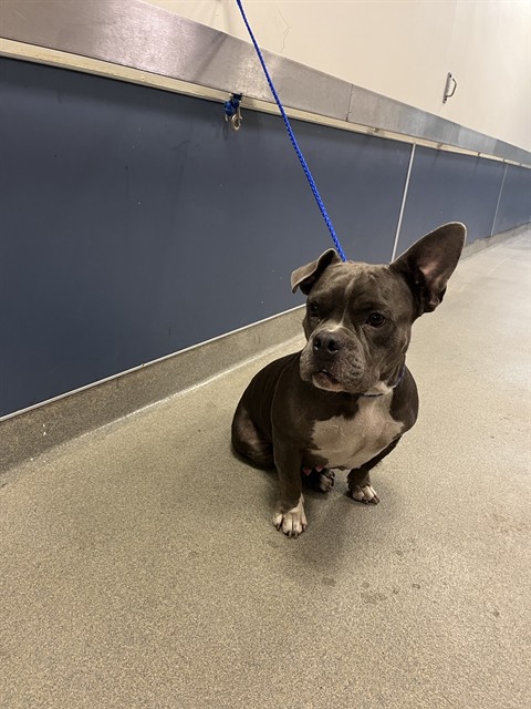 Shelter Stray Female Dog last seen Near BLOCK NW 64 ST, 3599 NW 79th Ave, Doral, FL 33122, USA