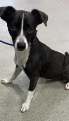 Shelter Stray Male Dog last seen Near BLOCK NW 96 ST, 3599 NW 79th Ave, Doral, FL 33122, USA
