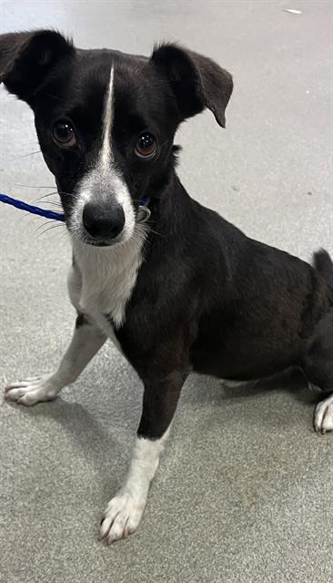 Shelter Stray Male Dog last seen Near BLOCK NW 96 ST, 3599 NW 79th Ave, Doral, FL 33122, USA