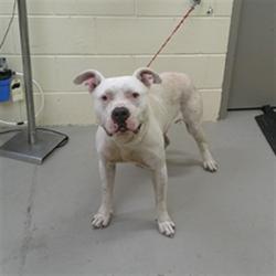 Shelter Stray Male Dog last seen MIDWAY AVE/GREENWAY, 232 Eslinger Way, Sanford, FL 32773, USA