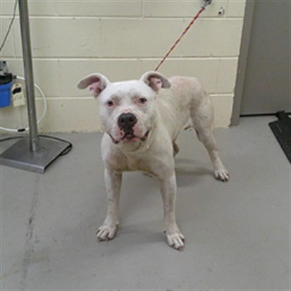 Shelter Stray Male Dog last seen MIDWAY AVE/GREENWAY, 232 Eslinger Way, Sanford, FL 32773, USA