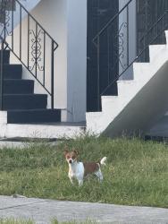Found/Stray Male Dog last seen por los apartamentos en W 28 Calle, los apartamentos que estan a el principio de la calle 28, le queda el casino para la izquierda de el apartamento. Near the apts beginning azt the of W 28th St., Hialeah, FL 33012