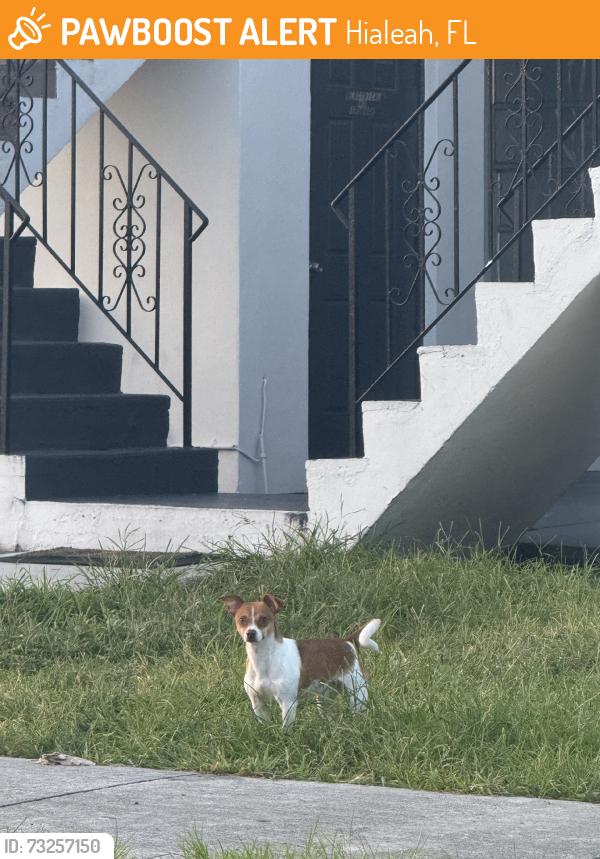 Found/Stray Male Dog last seen por los apartamentos en W 28 Calle, los apartamentos que estan a el principio de la calle 28, le queda el casino para la izquierda de el apartamento. Near the apts beginning azt the of W 28th St., Hialeah, FL 33012
