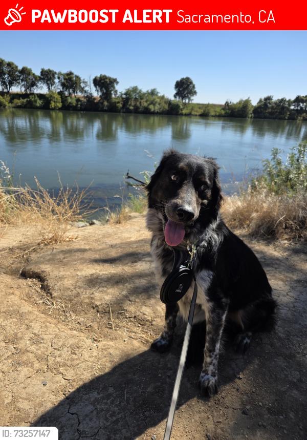 Lost Male Dog last seen Near the lake at florin rd and Gloria dr., Sacramento, CA 95831