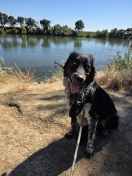 Lost Male Dog last seen Near the lake at florin rd and Gloria dr., Sacramento, CA 95831