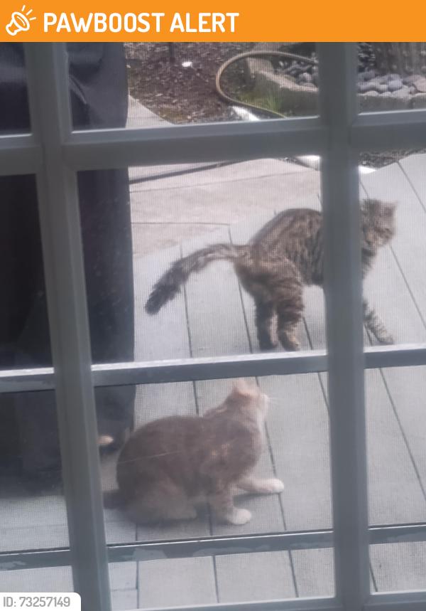 Found/Stray Unknown Cat last seen Foxchase Hills, Jackson Township, OH 44718