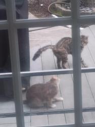 Found/Stray Unknown Cat last seen Foxchase Hills, Jackson Township, OH 44718