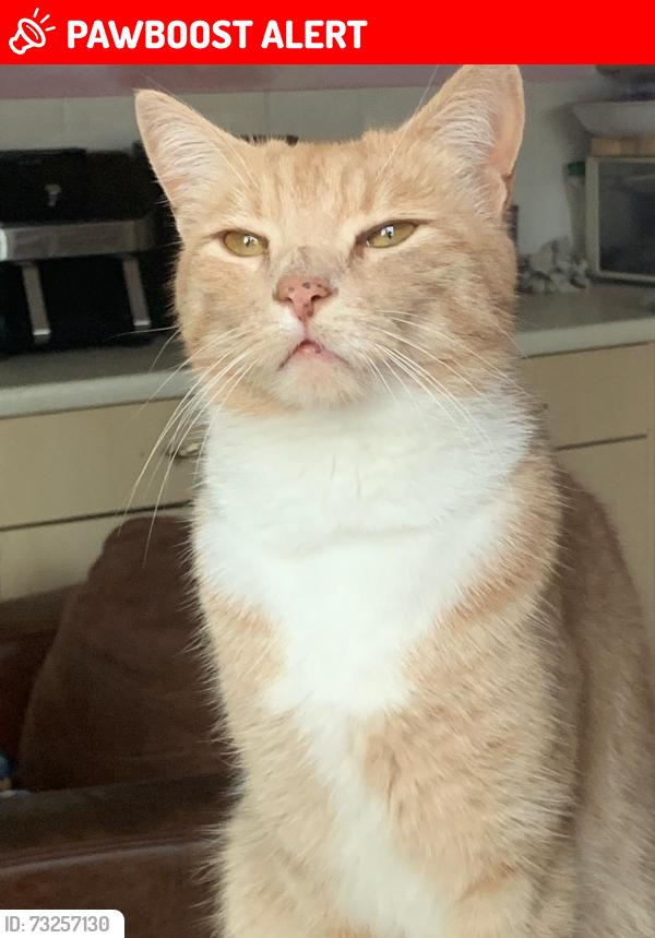 Lost Male Cat last seen Frys Hill, Greater Leys, Oxford, Oxfordshire, England 