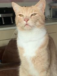 Lost Male Cat last seen Frys Hill, Greater Leys, Oxford, Oxfordshire, England 