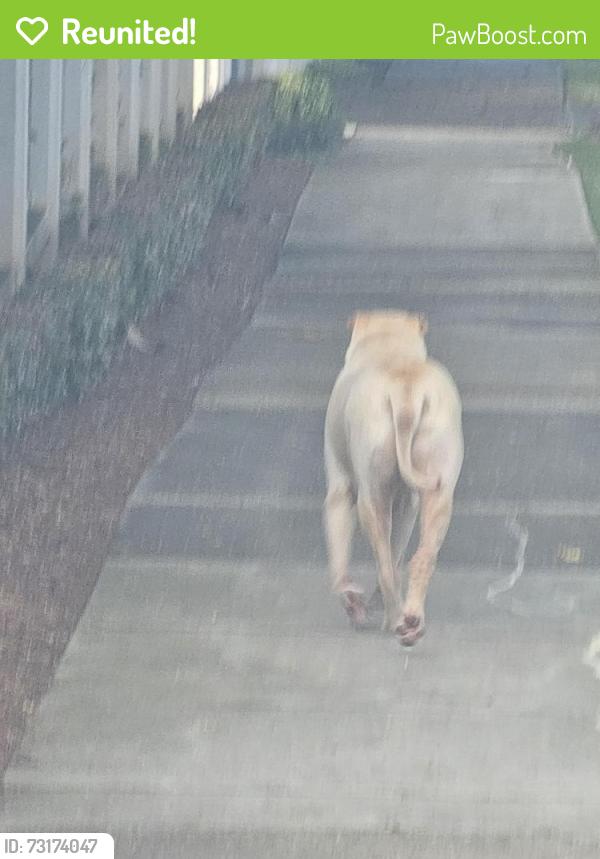 Reunited Male Dog last seen Adelaide Street East then onto Liverpool Road, Clayfield, QLD 4011