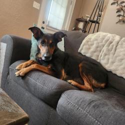 Lost Female Dog last seen Grand boulevard and the plaza, Schenectady, NY 12309