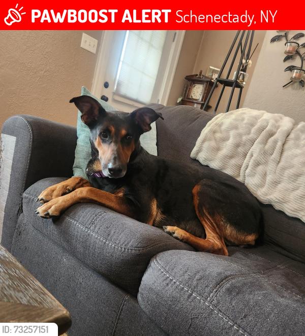 Lost Female Dog last seen Grand boulevard and the plaza, Schenectady, NY 12309