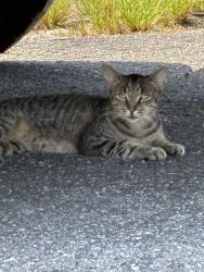 Found/Stray Female Cat last seen Grand strand pick and pull, Conway, SC 29526