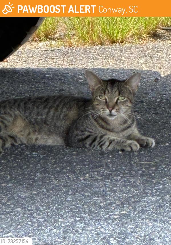 Found/Stray Female Cat last seen Grand strand pick and pull, Conway, SC 29526