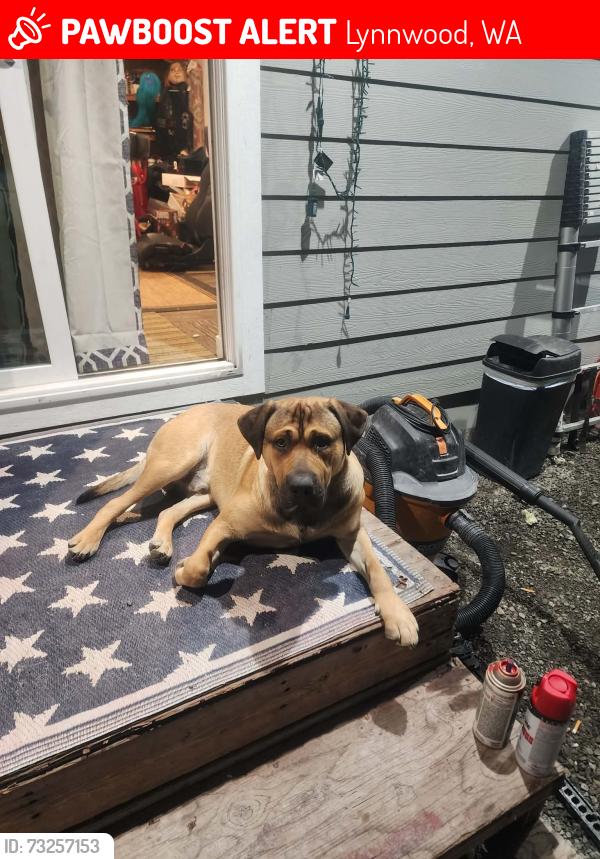 Lost Male Dog last seen Near 155th St SE Lynnwood WA, Lynnwood, WA 98087
