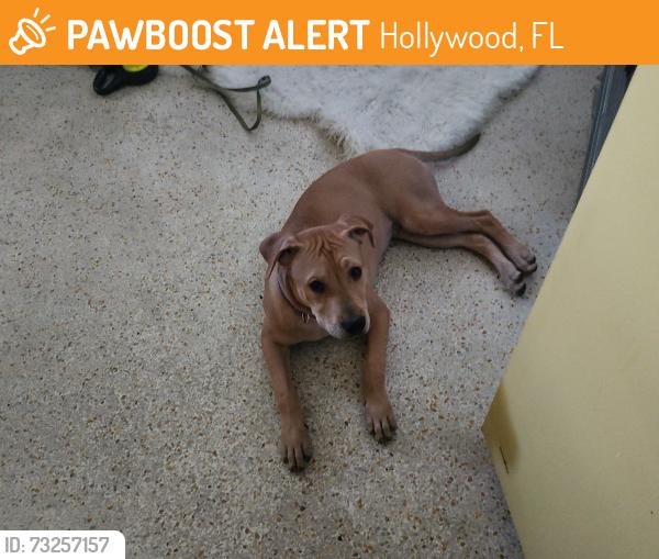 Found/Stray Male Dog last seen 26th & johson st hollyqood, Hollywood, FL 33020