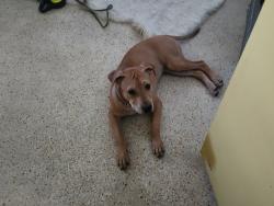 Found/Stray Male Dog last seen 26th & johson st hollyqood, Hollywood, FL 33020