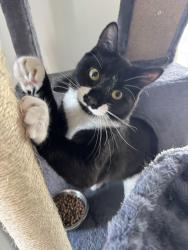 Reunited Male Cat last seen Morris st, Danbury, CT 06810