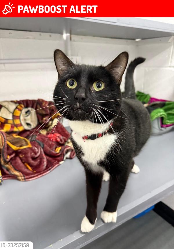 Lost Male Cat last seen Kilburn, Kilburn, England DE56 0PQ
