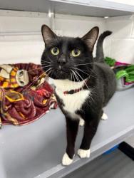Lost Male Cat last seen Kilburn, Kilburn, England DE56 0PQ