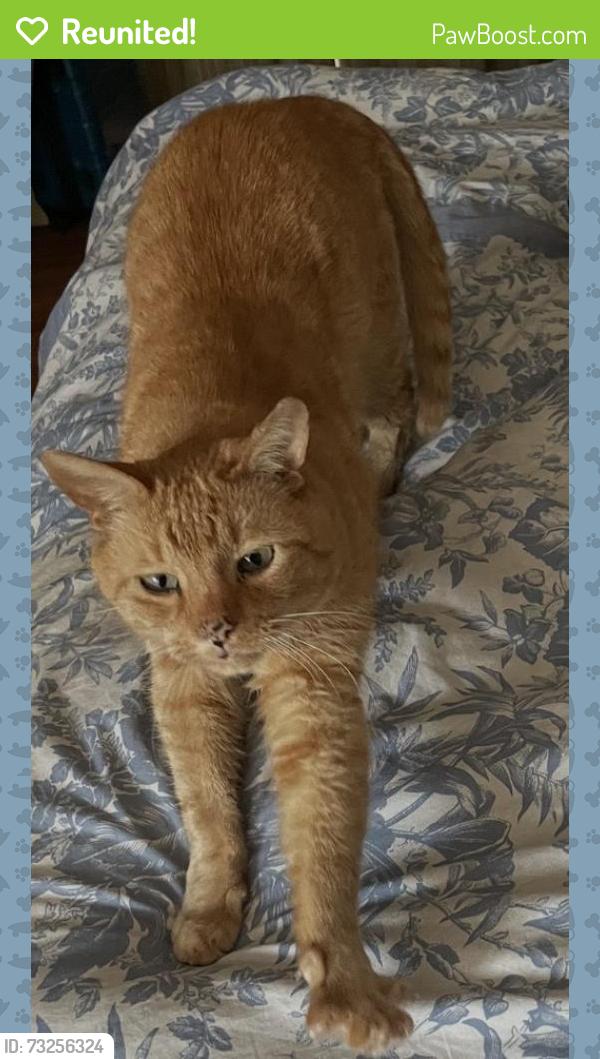 Reunited Male Cat last seen Deshon Ave / Bronxville Road & Cross Street., Yonkers, NY 10708
