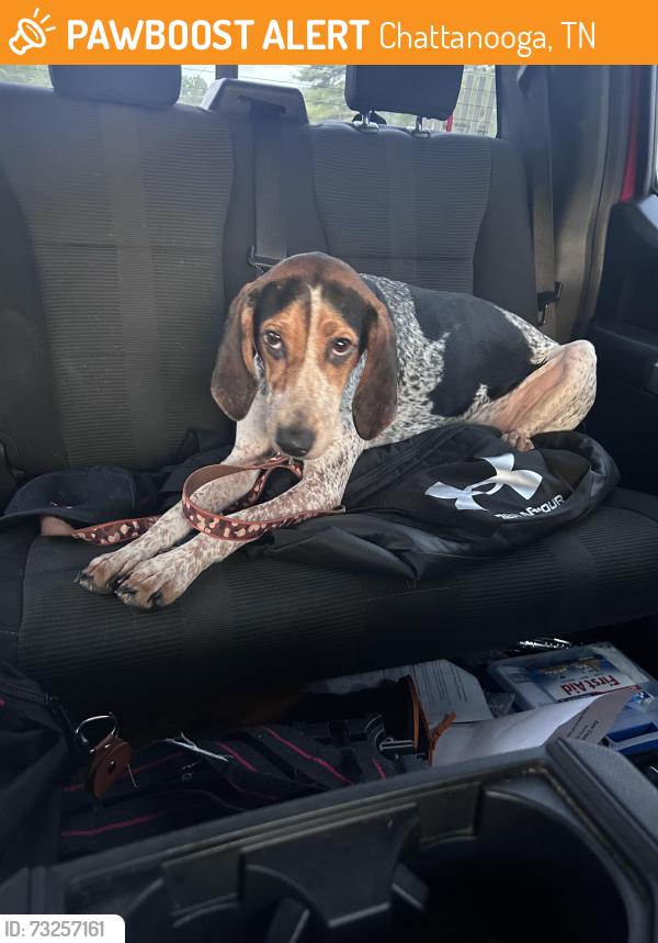 Found/Stray Female Dog last seen dowlen rd near dayton blvd, Chattanooga, TN 37343