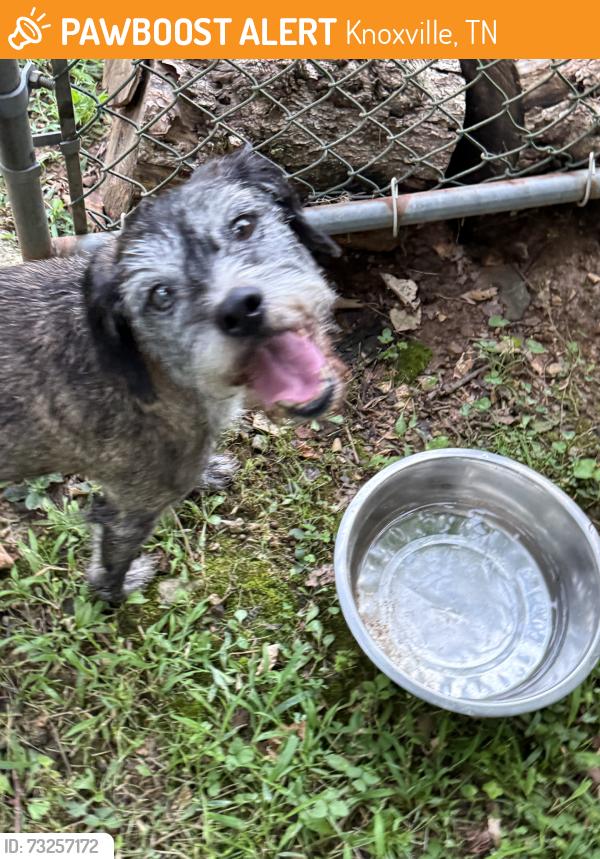 Found/Stray Unknown Dog last seen Grove drive, Knoxville, TN 37918