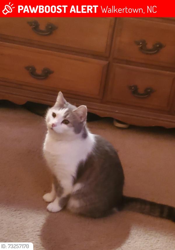 Lost Female Cat last seen Old hollow rd, Walkertown, NC 27051