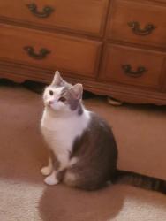 Lost Female Cat last seen Old hollow rd, Walkertown, NC 27051