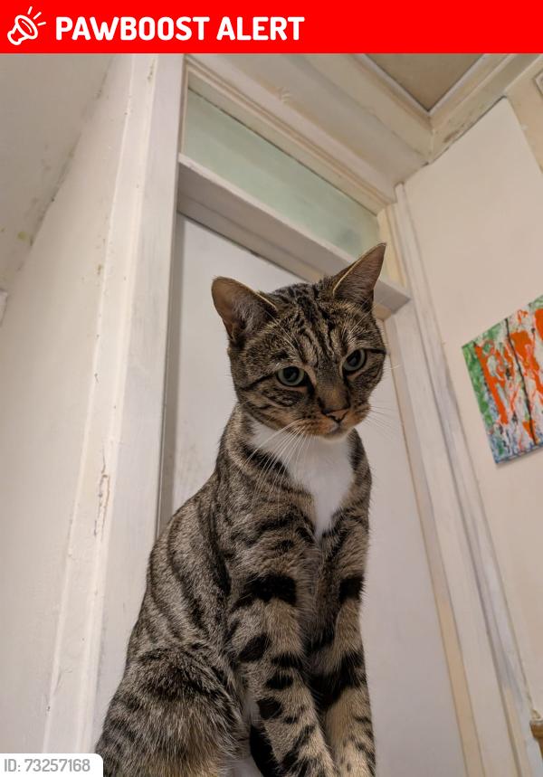 Lost Male Cat last seen Mcdonalds, Hertfordshire, England 